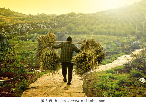 夕阳山间田野小路上挑两捆小麦的农村妇女背影农民农忙背影人物图片